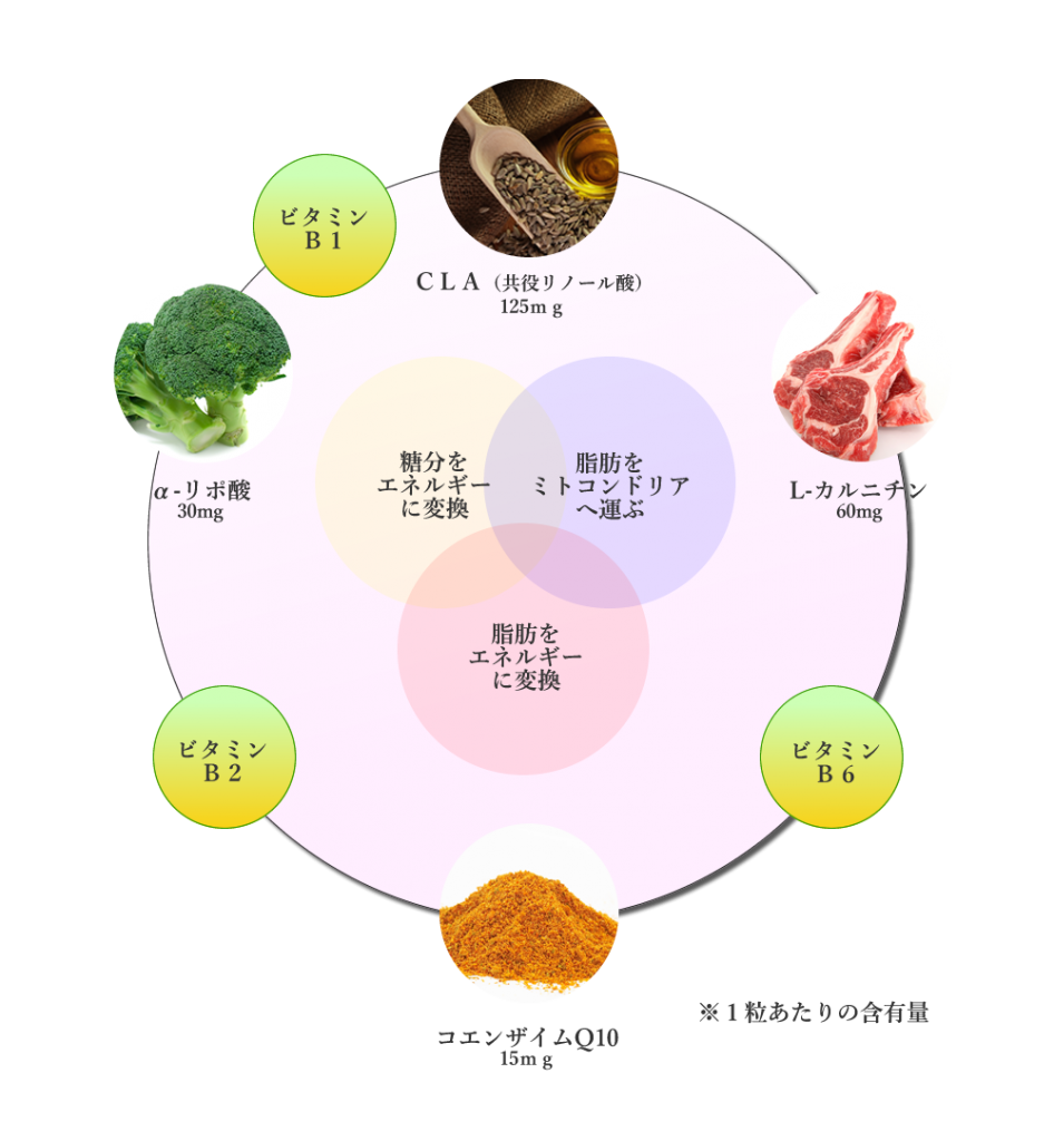 ミトコンドリア活性脂肪燃焼